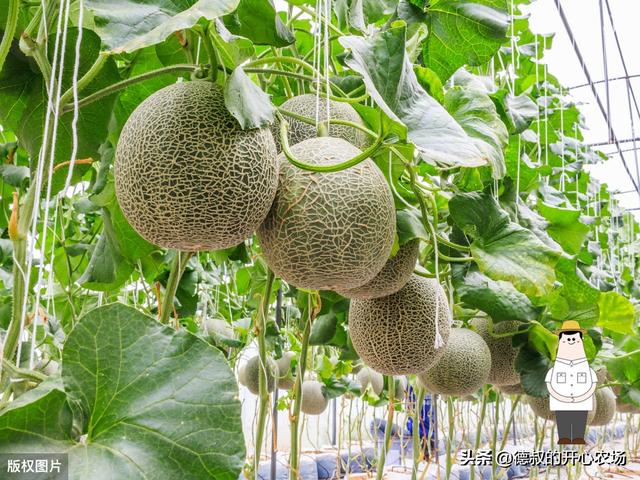 哈密瓜种植时的五个要点，做好这几点，轻松种出又甜又大的哈密瓜