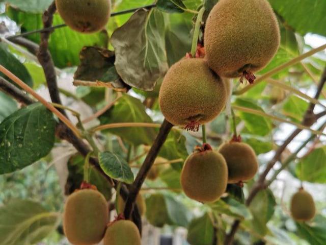 要想种好猕猴桃，从头开始，必须了解的基本种植管理技术
