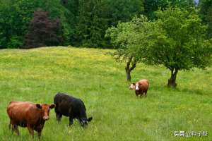 草坪种植种子-鸭茅多年生牧草，耐寒耐旱，种植一次可用10年，牛、羊的放牧草