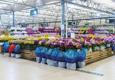 今年郑州的年宵花价格如何？谁是花卉市场的新宠？来看这份购花指南