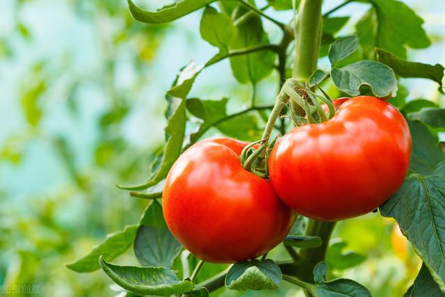 大棚番茄种植，了解一下番茄的栽培要点，让种植变得更轻松