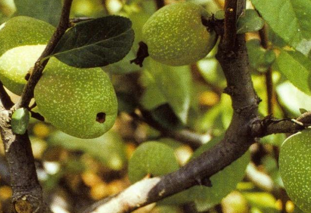 种植宣木瓜，首先要了解它的繁殖方式，再使用科学的方式管理