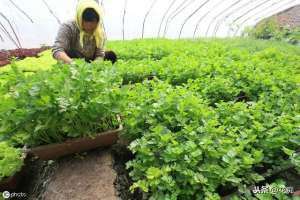 四季小香芹的种植方法-盆栽芹菜劈着吃，越劈长得越多，种一盆能吃1年