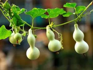 白瓜子种植技术-关于葫芦的栽培种植