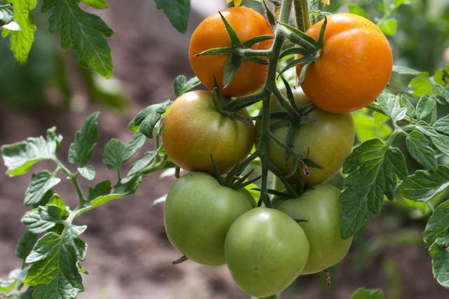 绿色番茄栽培技术，这样操作，省时，省力，还能高品质