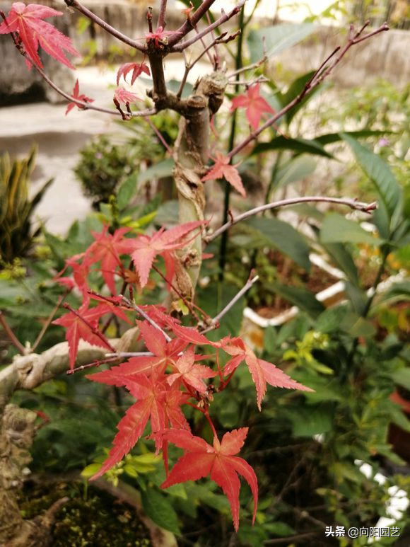 养好盆景“红枫”，学会嫁接很重要，新芽萌发快，叶子红的透彻