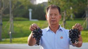 济南蓝莓种植-深耕富硒“蓝莓葡萄”种植​，平度“60后”农人走上“硒旺”路