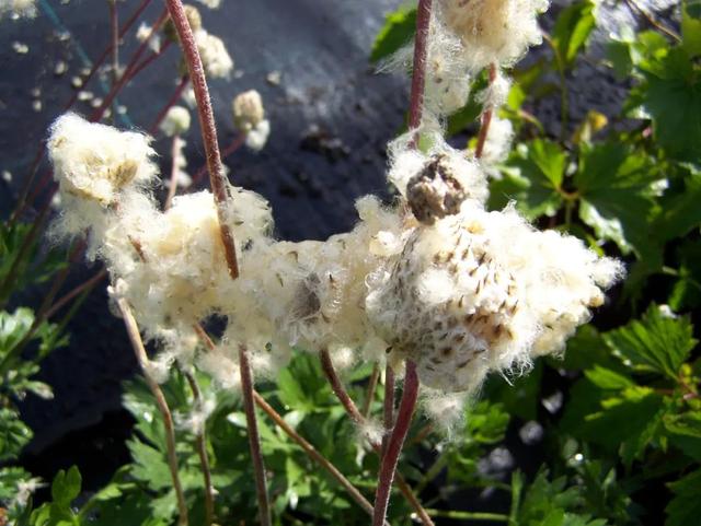 五种可忍受零下二三十度低温的开花植物，北方可直接露养在户外