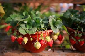 草莓一般什么时候种植-家庭种草莓，“2点”非常关键，顺利成活，开花结果，硕果累累