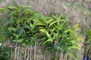 种植芒果树-芒果价贵好种，但种芒果树8个窍门必须掌握