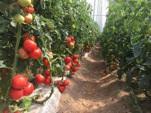 大棚番茄病虫防治栽培技术的研究