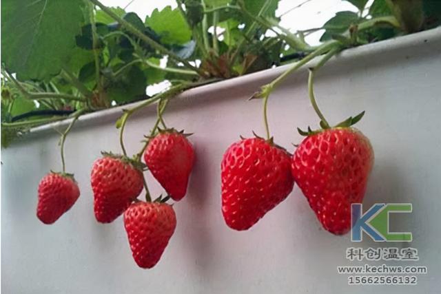 无土草莓种植技术