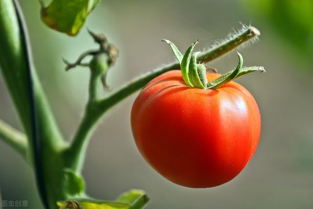 大棚番茄种植，了解一下番茄的栽培要点，让种植变得更轻松