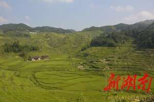 台湾什么地方种植水稻-新邵打造“台湾特色农业休闲观光园”