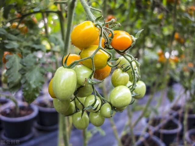 阳台种番茄，做好这五点，果子多又甜