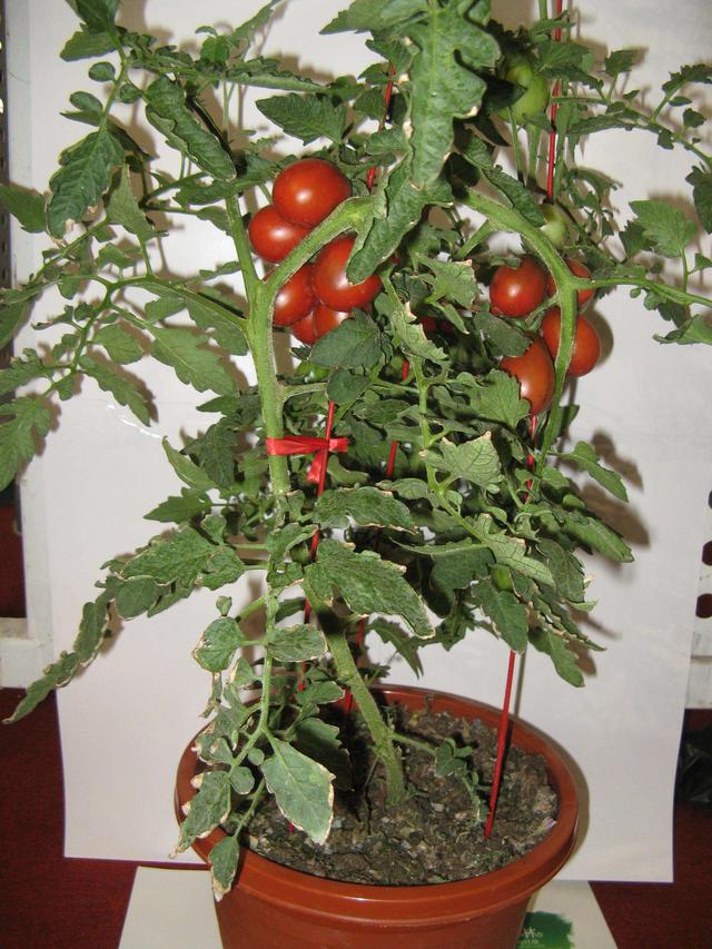 盆栽西红柿，必要的“小技巧”，硕果累累，吃都吃不完