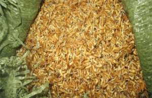 种植水稻的方法-水稻的种植技术