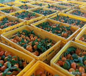 柑橘幼苗种植方法-柑橘早熟上市管理要点，每一步管理都是关键