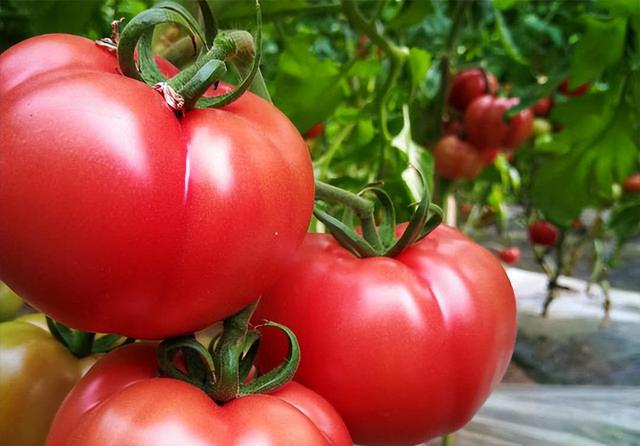 番茄苗种植新手必看 ，记住这五个小技巧，丰收也不难