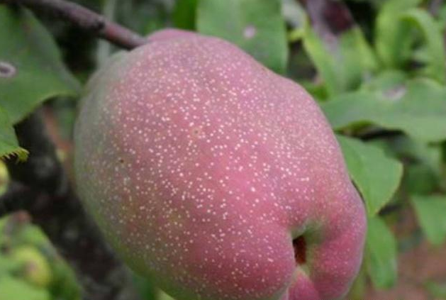 种植宣木瓜，首先要了解它的繁殖方式，再使用科学的方式管理
