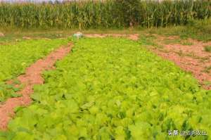 大白莱的种植-大白菜种植有技巧，移栽前做好2件事，产量高还少见病虫害