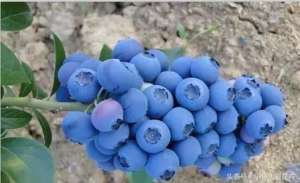 蓝莓种植盆栽-教给你盆栽蓝莓的养殖方法，最适合小孩吃，真正的纯天然无污染