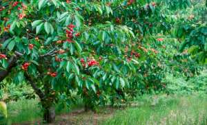 种植樱桃可以赚钱吗-下岗再创业工人唐柱林：返乡种植大樱桃，年净收入达到13亿