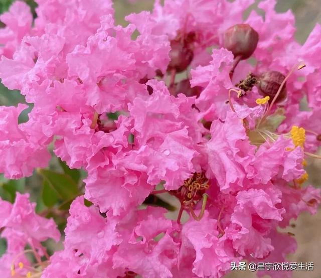 分享图片——广泛种植的观赏花紫薇花