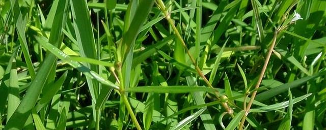 白花蛇舌草的种植技术：培育健康花园的关键