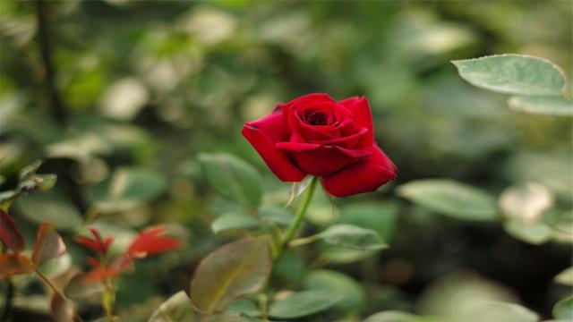 鑫磊走遍乡村，带你学习玫瑰花的栽培方法