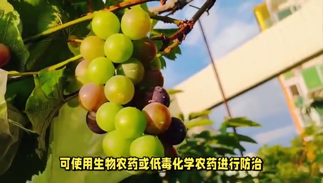 种植葡萄，掌握这些管理技巧，保证产量高