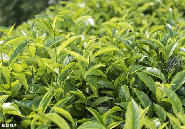 茶叶种植技术及推广策略，规范化栽培技术，不会的来学学吧！