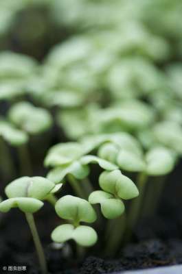 绿豆芽怎样种植方法-萝卜芽种植方法，你知道吗？