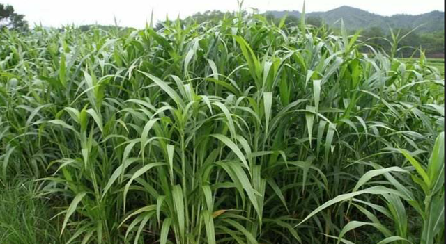 农村植物，薏米很常见，农民不知它有一个大用处，很实用很宝贵
