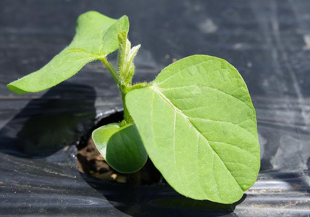 「大豆播种方法」适宜的时间、播种量、深度和初生点