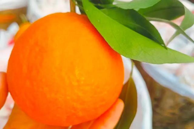 柑橘爱媛与耙耙柑，哪个的市场前景好？果农的选择有点特别