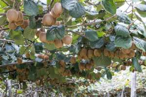 红阳猕猴桃种植条件-红阳猕猴桃高产栽培技术，做好定植和花果管理，促进猕猴桃的增收