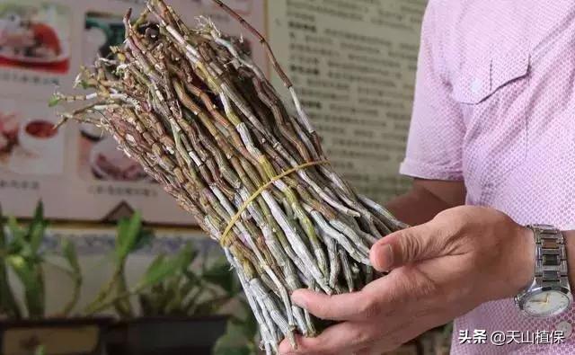 种植金银花、铁皮石斛、茯苓和白术栽培管理技术