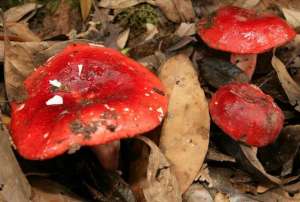 红菇能种植吗-珍稀食用菌红菇，适宜在什么样的环境下生长？