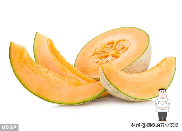 哈密瓜种植时的五个要点，做好这几点，轻松种出又甜又大的哈密瓜