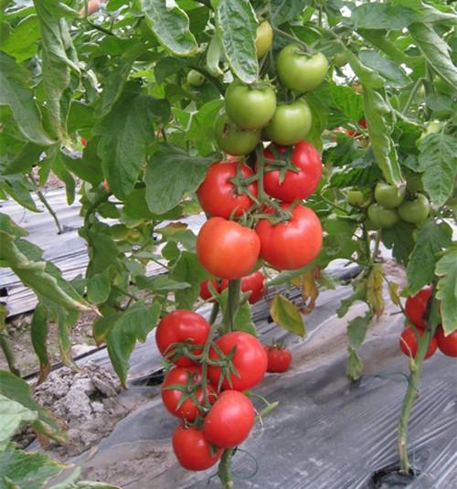 无公害西红柿种植方案，很全面，建议收藏