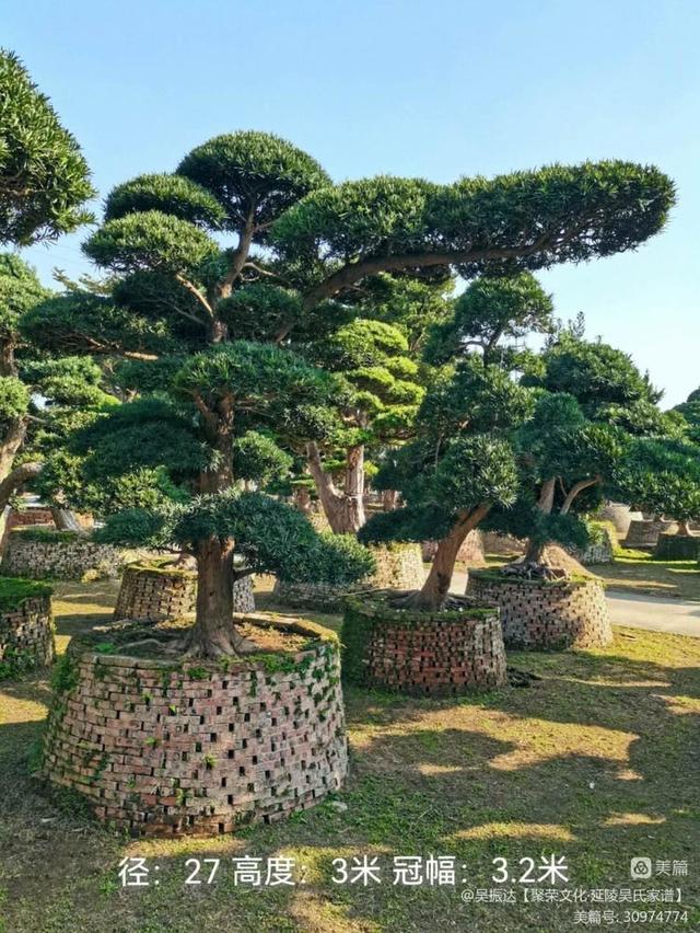 罗汉松作为优质主景观树在庭院中的升值空间巨大