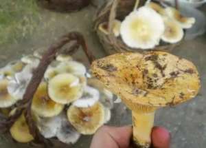 金针菇种植的图片-什么是扎莴，什么是粘莴？烟台常见野生蘑菇大起底
