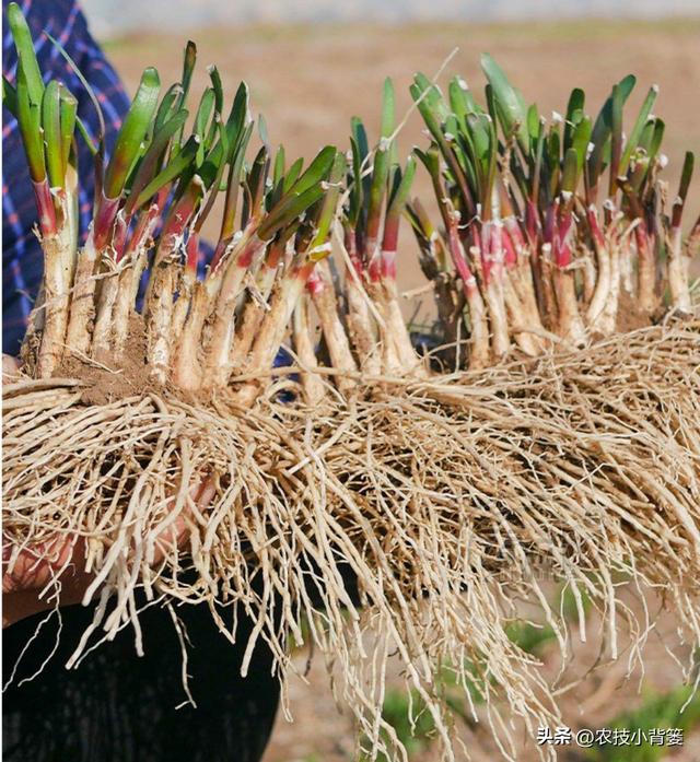 韭菜种植：播种移栽和挖根翻栽哪个方法好？各有哪些种植技巧？