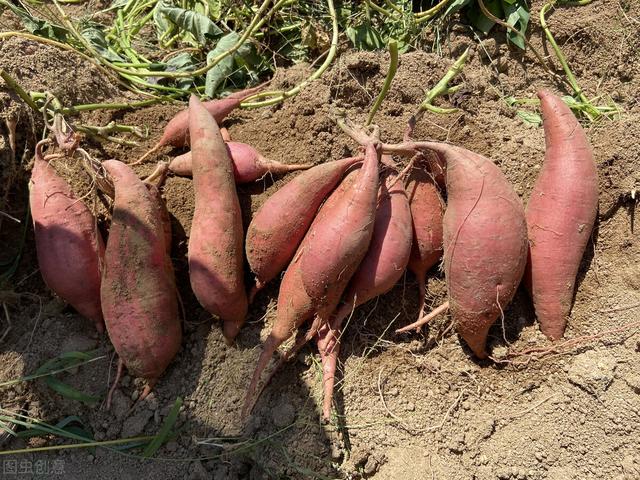 五种红薯育苗方法，适合庭院、阳台和楼顶栽培，操作简单且效果好