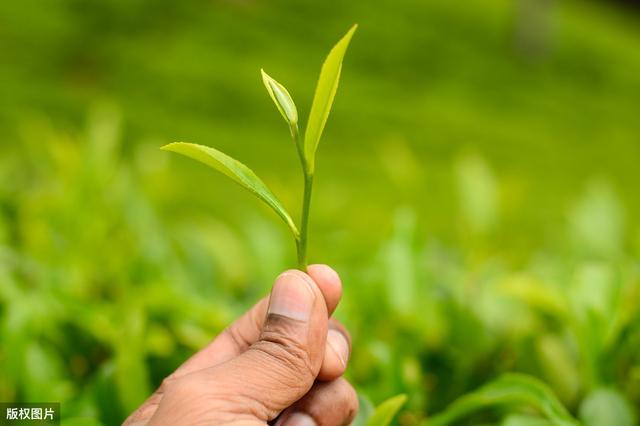 茶叶种植技术及推广策略，规范化栽培技术，不会的来学学吧！