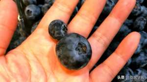 蓝莓树苗怎么种植-手把手教你园艺小知识，新手种植蓝莓，这些事项要注意哦