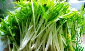 空心菜水中种植方法-无土栽培空心菜芽苗菜的种植方法