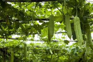 苦瓜的种植方法视频-现代化农业系列44：苦瓜在日本的种植和收获