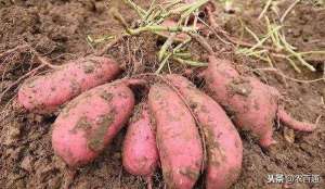 红薯地膜种植技术-红薯优质高产种植技术